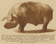 872173 Afbeelding van een 900-ponds varken, dat getoond zal worden op de Utrechtse Veetentoonstelling.